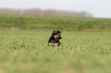 BERGER ALLEMAND 1182